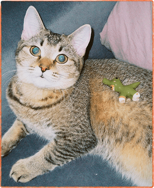 Котик от Евжений