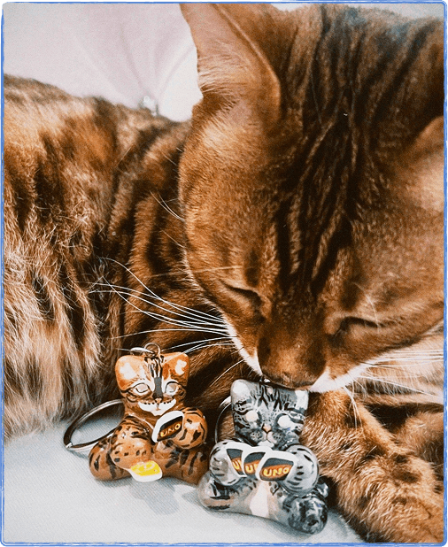 Котик от Саша